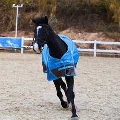 420D Ripstop Lightweight Horse Turnout Sheet, No Fill, Water-Resistant & Breatha
